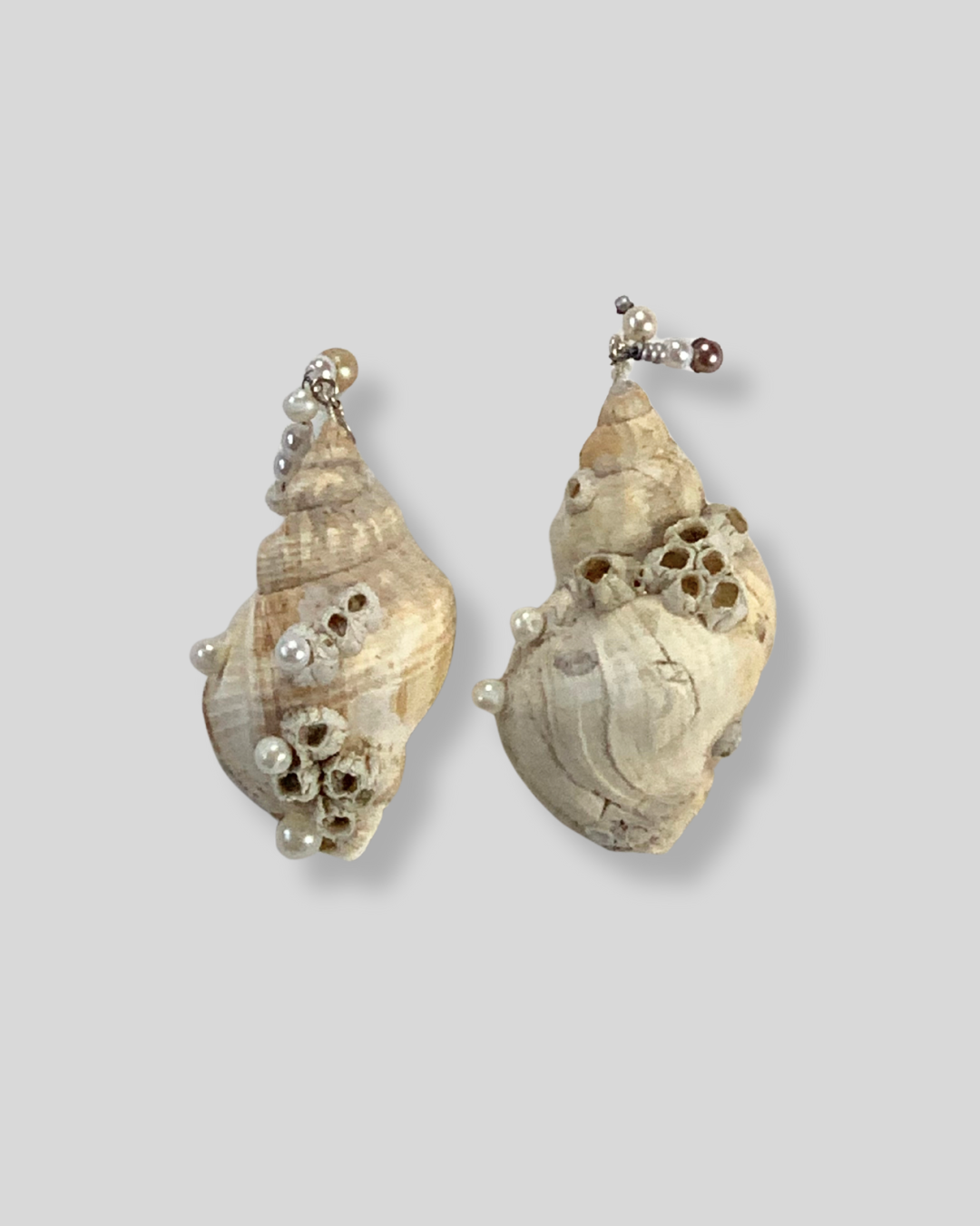 Muschel - Ohrringe